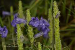 Perilepta auriculata